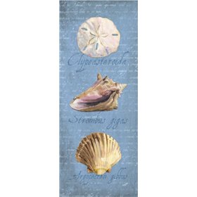 Oceanum Shell Panel Blue I - Cuadrostock