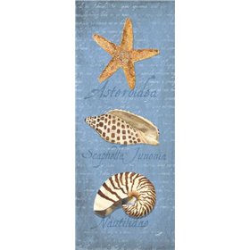 Oceanum Shell Panel Blue II - Cuadrostock