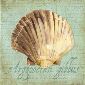Oceanum Shells Green V