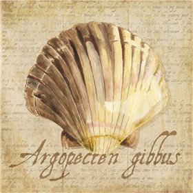 Oceanum Shells Beige V - Cuadrostock