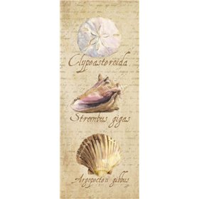 Oceanum Shell Panel Beige I