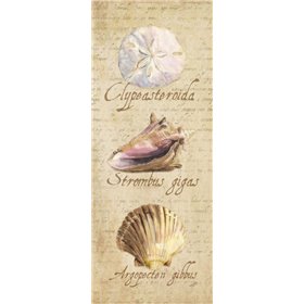 Oceanum Shell Panel Beige I - Cuadrostock