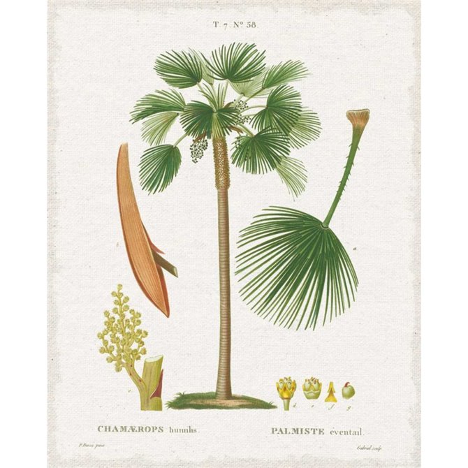 Island Botanicals I