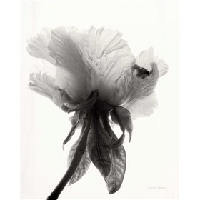 Translucent Peony VIIBW