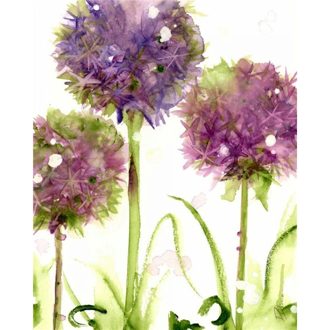 Alliums - Cuadrostock