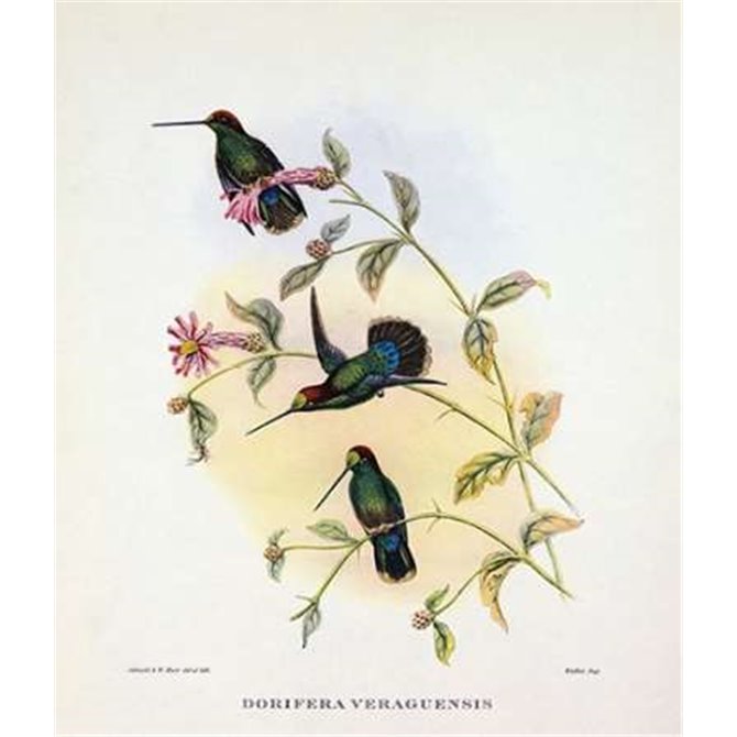 Dorifera Veraguensis - Cuadrostock