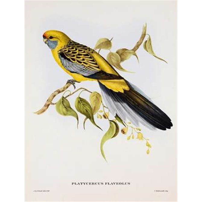 Platycercus Derbianus - Cuadrostock