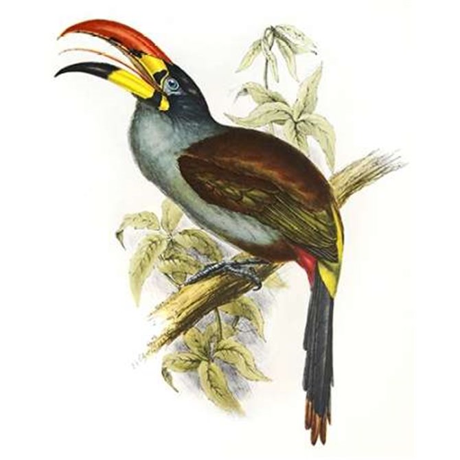 Pteroglossus Hypoglaucus - Cuadrostock