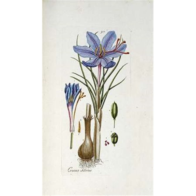 Crocus Sativus - Cuadrostock