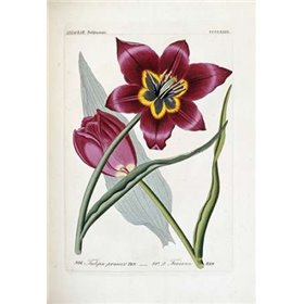 Tulipa Praecox
