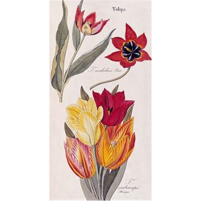 Tulips - Flora Universalis - Cuadrostock