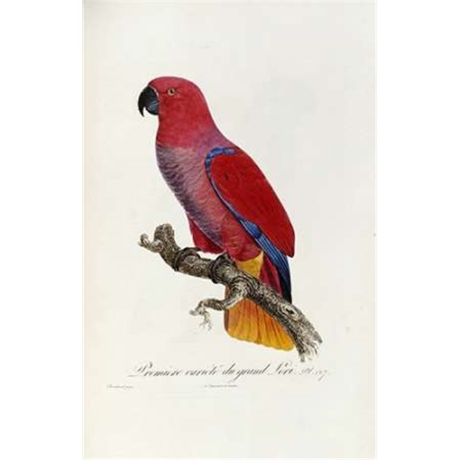 Histoire Naturelle Des Perroquets
