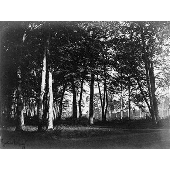 Fontainebleau, 1849 - Study of Trees and Pathways