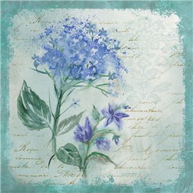 Hydrangea Medley - Cuadrostock