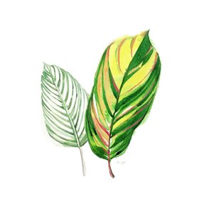 Cuadro para dormitorio - Tropical Striped Leaf - Cuadrostock