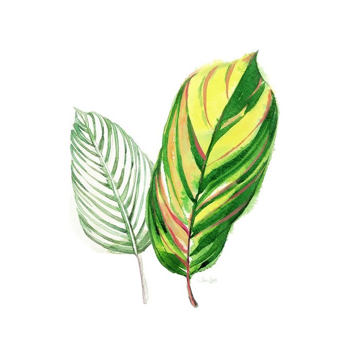 Tropical Striped Leaf