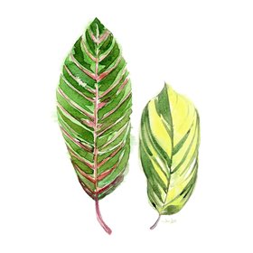 Cuadro para dormitorio - Tropical Variegated Leaf - Cuadrostock