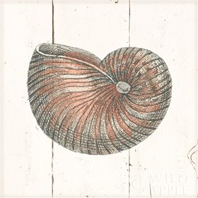 Shell Sketches III Shiplap - Cuadrostock