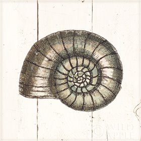 Shell Sketches I Shiplap - Cuadrostock