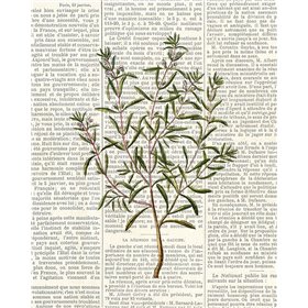 Fresh Herbs 2
