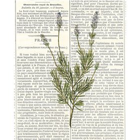 Fresh Herbs 4