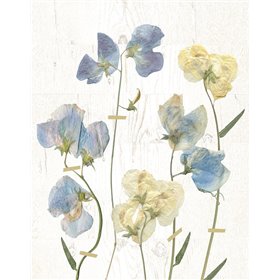 Blue Sweet Peas II - Cuadrostock