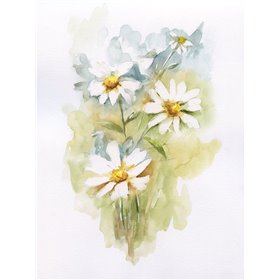Wild Daisy II
