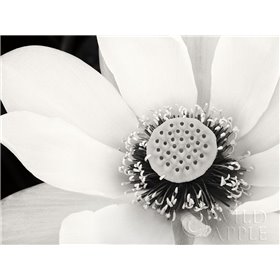Lotus Flower IV - Cuadrostock