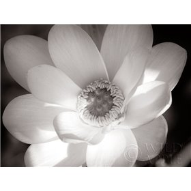 Lotus Flower V - Cuadrostock