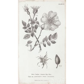 Conversations on Botany IV