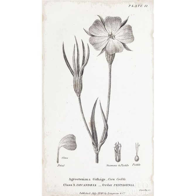 Conversations on Botany III - Cuadrostock