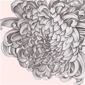 Blush Peony I
