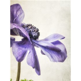 Purple Anemone
