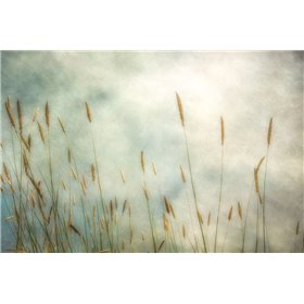 Dune Grass 2 - Cuadrostock