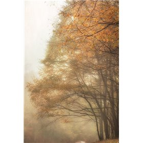 Woods Edge 2