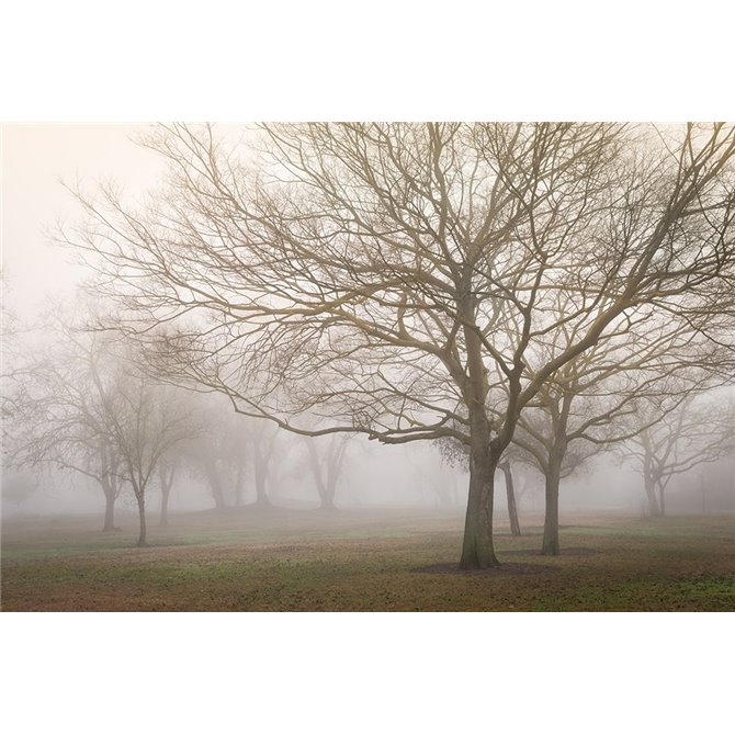 Trees in Fog 1 - Cuadrostock