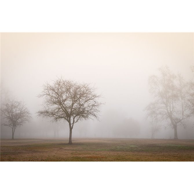 Trees in Fog 2 - Cuadrostock