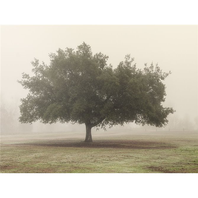 Trees in Fog 5