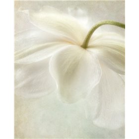Spring Bonnet II