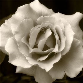 Bloom 2