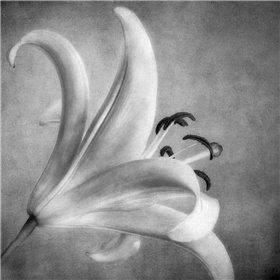 Black and White Lily 5 - Cuadrostock