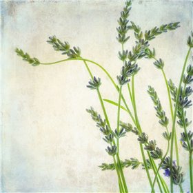 Lavender 2