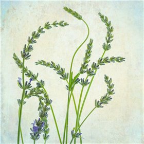 Lavender 1