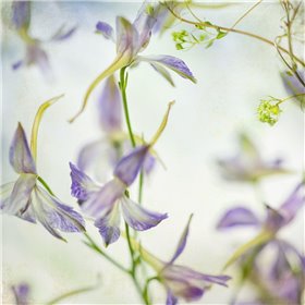 Gentle Dance 1