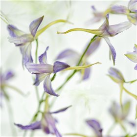 Gentle Dance 2