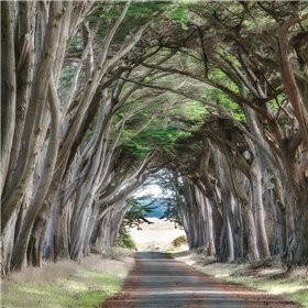 Cypress View II