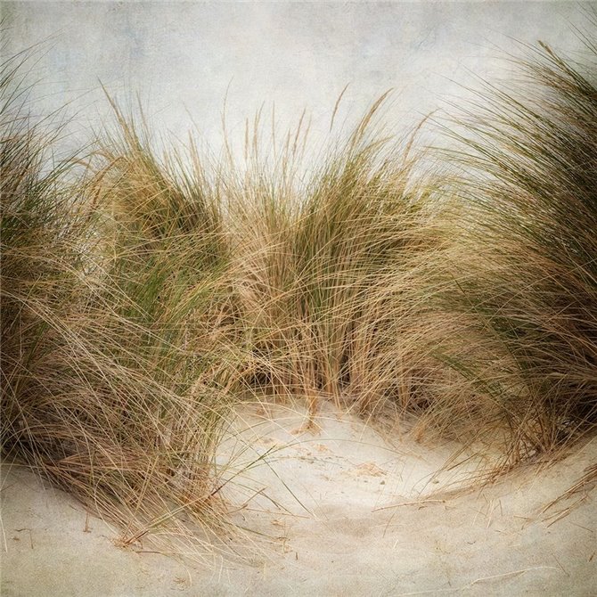 Beach Grasses 1 - Cuadrostock