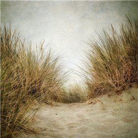 Beach Grasses 2