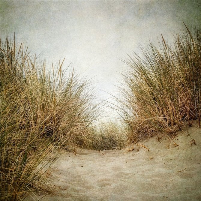 Beach Grasses 2 - Cuadrostock