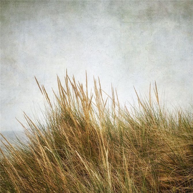 Beach Grasses 3